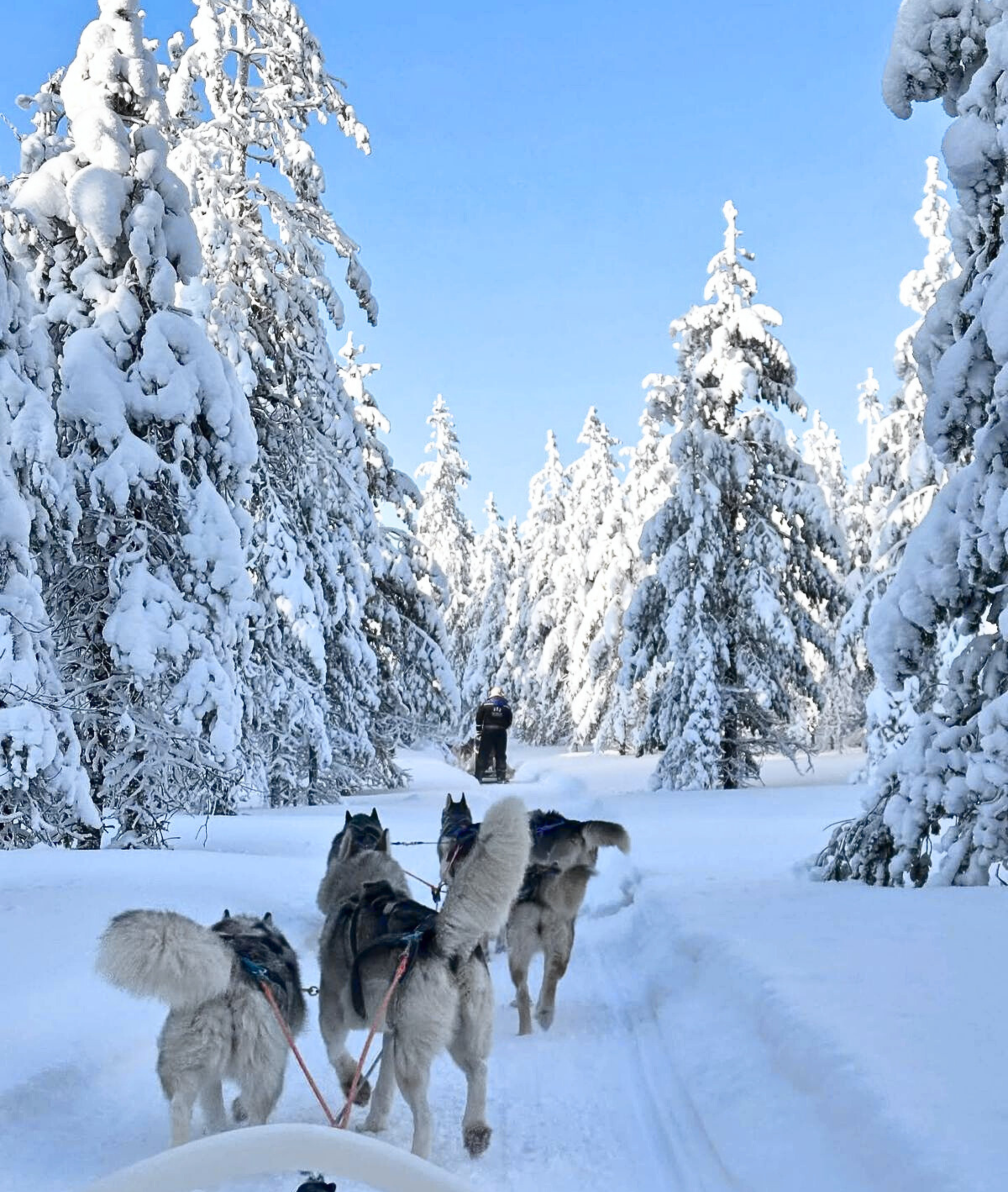Chien de traineau organized by The six Collection in La Tania Courchevel